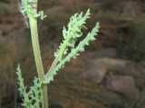 Image result for Senecio consanguineus
