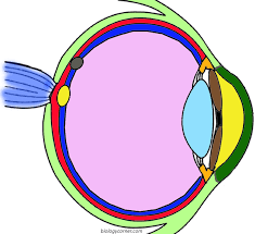 Color in this picture of eyeball soup and others with our library of online coloring pages. Anatomy Of The Eye Coloring