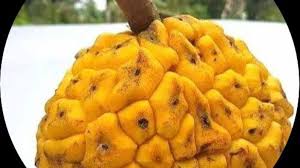 Image result for Myrianthus arboreus