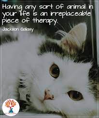 Having Any Soft Of Animal In Your Life Is An Irreplaceable Piece Of Therapy Pets Animals Petsofinstagram Dr Therapy Animals Kittens Funny Animal Quotes