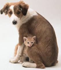 Resultado de imagen para imagenes de animales abandonados
