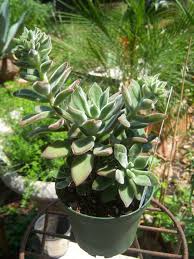 Image result for Oliverella