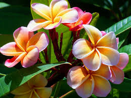 How To Grow And Care For Plumeria World Of Flowering Plants Plumeria Tree Plumeria Care Plumeria Flowers