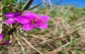 Image result for Talinum portulacifolium