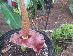 Image result for Amorphophallus goetzei