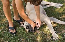 If your dog is unconscious, perform a finger sweep. What To Do If Your Dog Is Choking Recognize The Signs And Act Fast Bow Wow Labs
