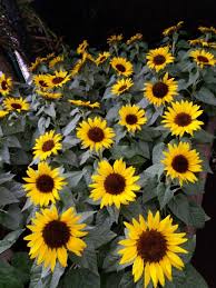 Baunya yang unik sekaligus bermanfaat, menjadikan bunga ini diekstrak. Tanaman Hias Bibit Bunga Matahari Mini