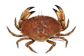Image result for Crabbea nana