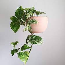 Scindapsus Marble Queen Hanging Pots Wooden Garden Planters Indoor Plants