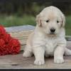 Golden retriever dog forums since 2005 a forum community dedicated to golden retriever owners and enthusiasts. 1