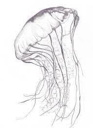 Jellyfish3 Realistic Drawings Jellyfish Drawing Jellyfish Illustration