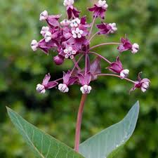Heartleaf Milkweed Plants For Feeding Monarch Caterpillars In 2020 Milkweed Plant Milkweed Milkweed Seeds
