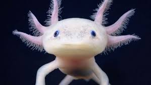 The 24 Weirdest Looking Animals In The World Top5 Weird Looking Animals Rare Animals Weird Animals