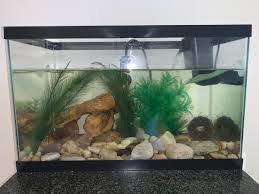 They will fight for their tank. File Betta Fish Tank Jpg Wikipedia
