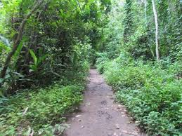 Carrera National Park Costa Rica Hire A Guide And Take A Few Hours Walking Through The Rain Forest Wonderful Sightings Of M National Parks Trip Advisor Park