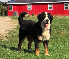 We did not find results for: Barefoot Farm Bernese Mountain Dogs Home Facebook