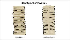 Identifying Earthworms Wormwatch