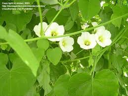 Image result for Turbina corymbosa