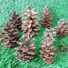 We did not find results for: Biji Pinus Bunga Pinus Bunga Pohon Pinus Pinus Shopee Indonesia