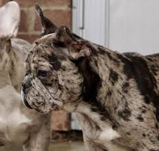 Check out our breed information page! French Bulldog Puppy For Sale Adoption Rescue For Sale In Waterloo Iowa Classified Americanlisted Com