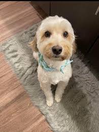 Mexican dinner recommendations near me