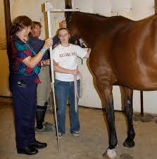 See full list on cowboyway.com Understanding Horse Height Hand Measurements Curlyfarm Com