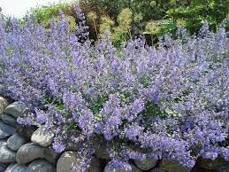 Maybe you would like to learn more about one of these? Lavender Alternatives Hedges Direct Blog
