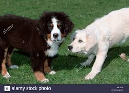 I bred labs for almost 10 years and have now been a berner owner and breeder for 3 years. Bernese Mountain Dog With Golden Retriever In Background Stock Photo Alamy