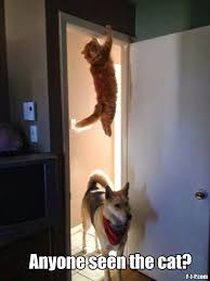 Funny Dog Chasing Cat Hiding Meme Funny Animal Pictures Funny Dogs Funny Animals