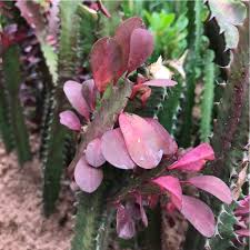 Image result for Euphorbia glanduligera