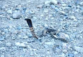 What is happening with the snake in north carolina? Zebra Cobra Snakes Of South Africa