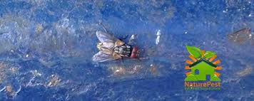 It is the most common of all domestic flies, accounting for about 91% of all flies in human habitations, and indeed one of the most widely distributed insects, found all over the world. How Do I Get Rid Of Flies In My House Organic Pest Control Natural Pest Control Service Miami