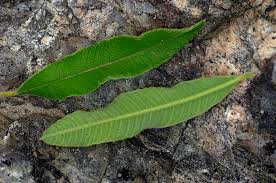 Image result for Ozoroa