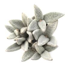 Kalanchoe Eriophylla Snow White Panda Plant Plants All Plants Plant Leaves