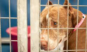 Max is very lovable he needs some room to run great in the house. Lost Found Pets Of Las Vegas The Animal Foundation