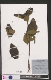 Image result for Clappertonia polyandra