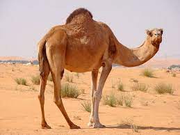 Both bumps of bactriane and bump in the dromedaries have same but differentiating features. Dromedary Everything You Need To Know With Photos Videos