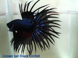 Beautiful Orchid Black Betta Male Betta Fish Betta Siamese Fighting Fish