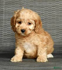 Cockapoo litter of 1 puppies for sale in Fresno