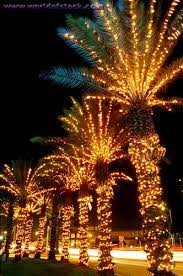 The international business times also ran a story on it stating, this is why you shouldn't put christmas lights on palm trees before also letting loose with a series of risque remarks. Palm Trees Christmas Lights