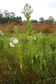 Image result for Astripomoea hyoscyamoides