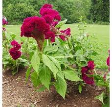 Cockscomb Seeds I Celosia Argentea Var Cristata I Flower Seeds Plants Annual Flowers
