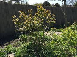A compact, upright rounded shrub with deeply lobed green leaves that turn dark red in the fall. Viburnum American Cranberrybush Viburnum Trilobum Vy Burn Um Try Low Bum Perennial Shrub Named Cultivars Viburnum Trilobum Alfredo Viburnum Trilobum Bailey Compact Viburnum Trilobum Compactum Viburnum Trilobum J N Select