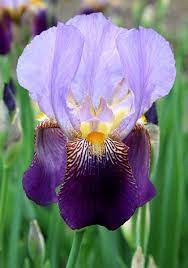 Heirloom Iris Iris Flowers Iris Garden Beautiful Flowers