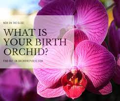 What Is Your Birth Orchid Orchids Birth Flowers Cattleya Orchid