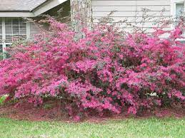 Spooky Witchazel Loropetalum Chin Fire Dance Shock Of Amazing Spring Colour Landscaping Shrubs Shrubs Garden Help