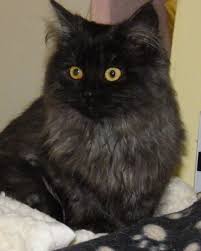| black smoke or smoke tabby cat? Tali S Tails Black Smoke Or Smoke Tabby Cat Black Smoke Cat Tabby Cat Tabby Kittens For Sale