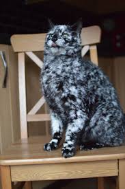 Black And White Tabby Cat Kitten Scrappy Born A Black Cat Now Turning White Due To Vitiligo Love Meow Cute Animals Pretty Cats Kittens