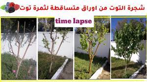 pin on مراحل نمو شجرة التوت من الخريف لحين الاثمار و معلومات عن زراعة شجرة التوت فيديو مسرع https youtu be kms 8onrua