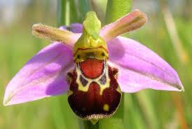 Pictures of flowers that look like animals. Flowers Of The World That Look Like Animals Insects Or People Owlcation